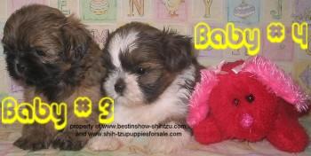 Shih Tzu Puppies for Sale
